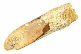 Fossil Sauropod Dinosaur (Rebbachisaurus) Tooth - Morocco #297396-1